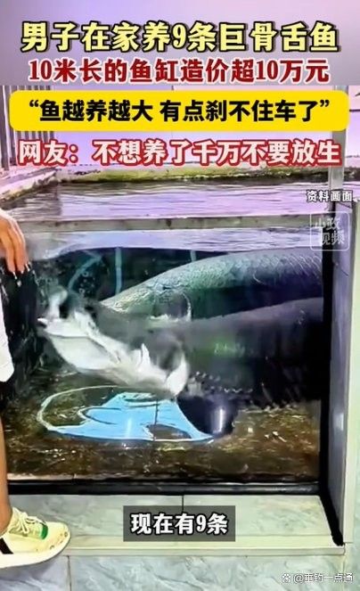 黑骨舌魚適合家養(yǎng)嗎？：男子家中建10米魚缸養(yǎng)巨骨舌魚，養(yǎng)了九條