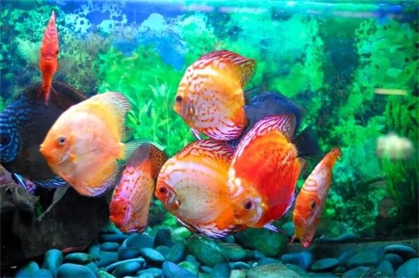 如何人工繁殖虎紋恐龍王魚？：虎紋恐龍王魚的最佳繁殖季節(jié)是什么時(shí)候是什么時(shí)候
