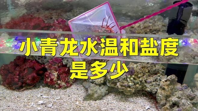 青龍魚的價格是多少：青龍魚價格因規格、品相和地區差異而有所不同