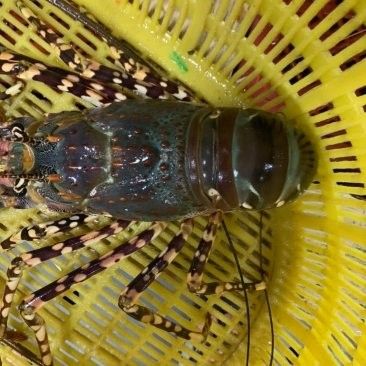 青龍魚的價格是多少：青龍魚價格因規格、品相和地區差異而有所不同