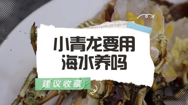青龍魚的價格是多少：青龍魚價格因規格、品相和地區差異而有所不同