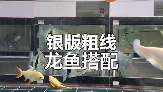 金龍魚和粗線混養需要多大的魚缸？：養金龍魚需要多大的缸寵物訓練師聽