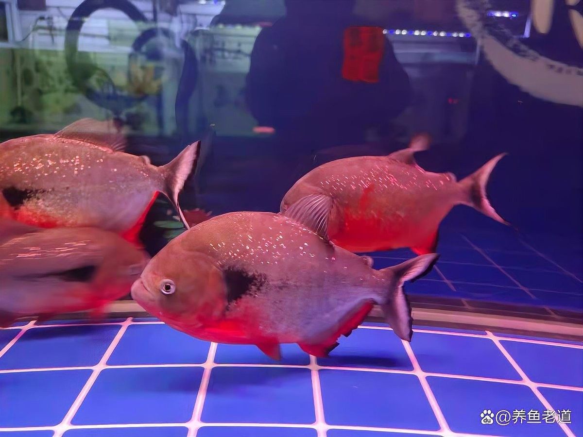龍魚底濾濾材多久清洗一次：魚缸里的生化濾材多長時間洗一次為好