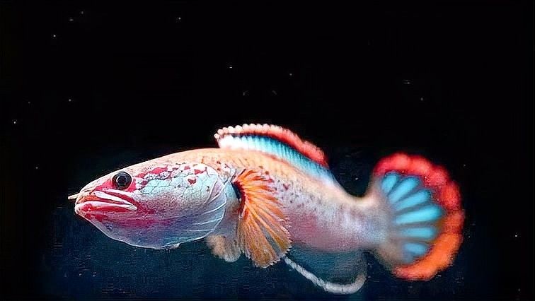 有哪些血斑雷龍魚穩定血統推薦？：小型雷龍龍襄愛養寵常見小型雷龍魚大揭秘阿正資源收集