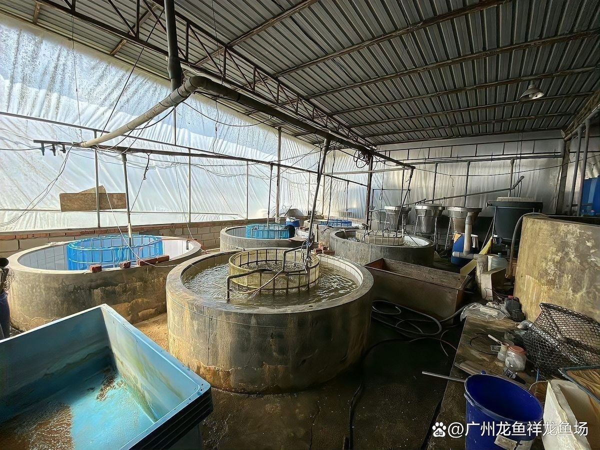 寧南哪個水族館龍魚好？祥龍魚場龍魚：關于寧南水族館龍魚及祥龍魚場龍魚的相關信息