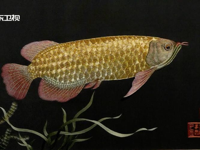 如何選擇適合金龍魚魚缸的背景圖片：金龍魚在不同生長階段對背景的需求差異顯著需求及注意事項