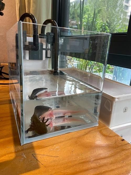 六角龍魚缸需要加蓋嗎：六角龍魚缸加蓋后需要多久換一次水，新手怎么養六角龍
