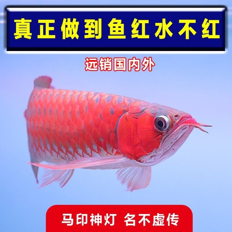 紅龍魚燈光價格范圍：紅龍魚專用燈價格范圍