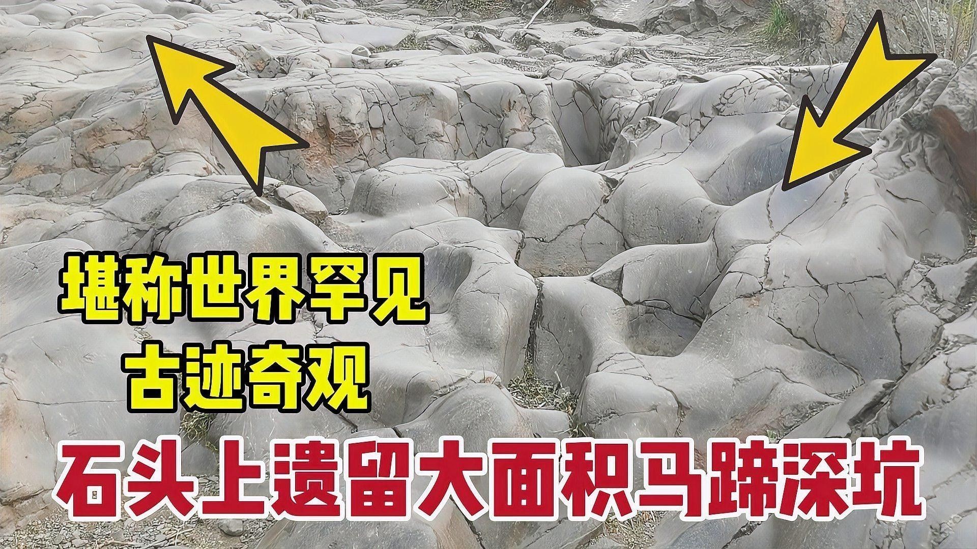 金龍魚馬蹄印對價值有何影響：金龍魚的馬蹄印，20塊和2000塊的金魚