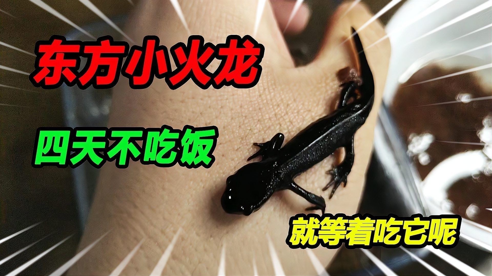 如何飼養火龍魚：火龍魚應該怎么養
