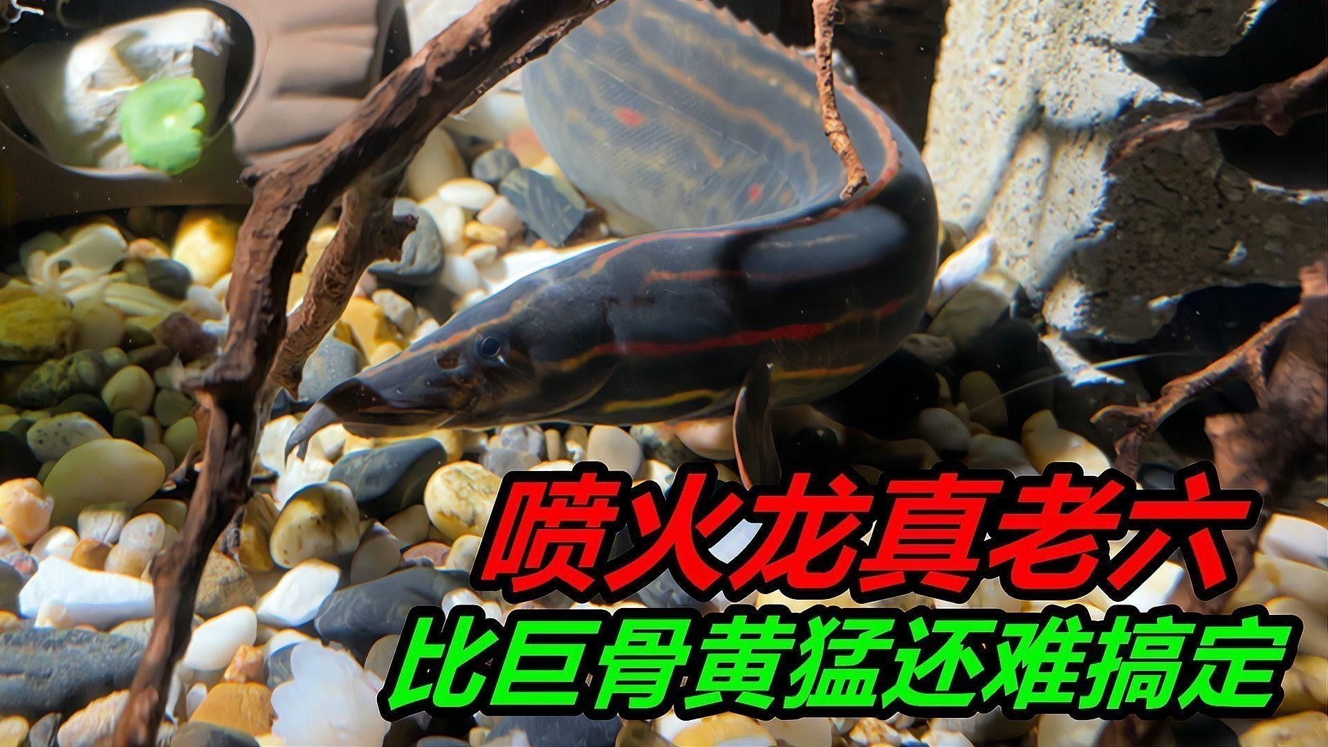 如何飼養火龍魚：火龍魚應該怎么養