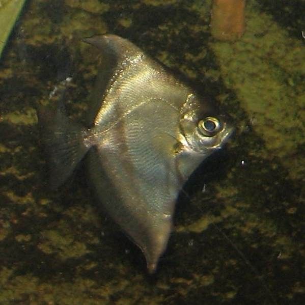 哪些魚可以和蝙蝠鯧混養？：萌寵百科小團團蝙蝠鯧混養方案及注意事項及注意事項 哪些魚可以和蝙蝠鯧混養？：萌寵百科小團團蝙蝠鯧混養方案及注意事項及注意事項 龍魚百科 第3張