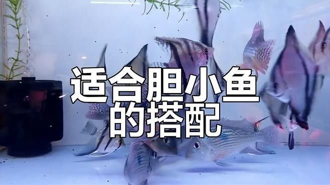 哪些魚可以和蝙蝠鯧混養？：萌寵百科小團團蝙蝠鯧混養方案及注意事項及注意事項 哪些魚可以和蝙蝠鯧混養？：萌寵百科小團團蝙蝠鯧混養方案及注意事項及注意事項 龍魚百科 第1張