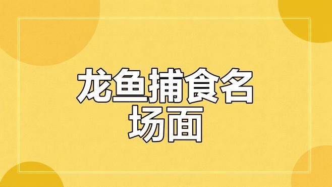 龍魚捕食的高清視頻：關于龍魚捕食的高清視頻資源推薦：亞馬遜龍魚捕食影像