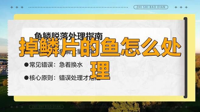 龍魚掉鱗后多久能恢復：龍魚掉鱗后的恢復時間因損傷程度、護理方式和個體差異而有所不同