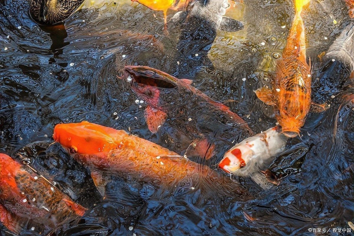 龍魚黑霉病的治療方法有哪些：魚老農談三農,魚感染了水霉病還可救嗎