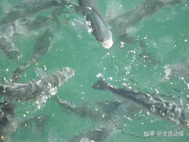 龍魚水溫波動(dòng)會(huì)有什么后果？：龍魚對(duì)水溫波動(dòng)極為敏感