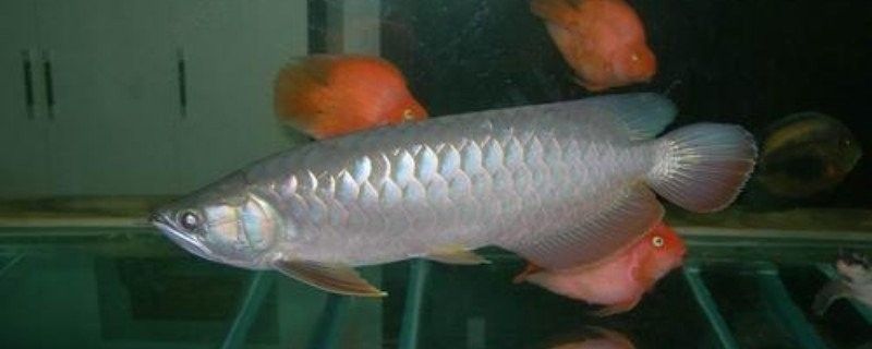 如何預(yù)防龍魚(yú)浮背？：預(yù)防龍魚(yú)浮背需從水質(zhì)管理、飼養(yǎng)習(xí)慣和健康監(jiān)測(cè)三方面綜合施策
