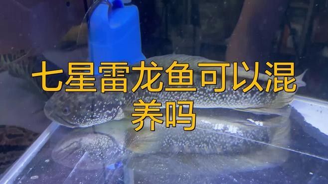 七彩雷龍魚可以混養嗎：七彩雷龍魚（布氏鱧）作為小型雷龍魚（體長通常10-20cm）