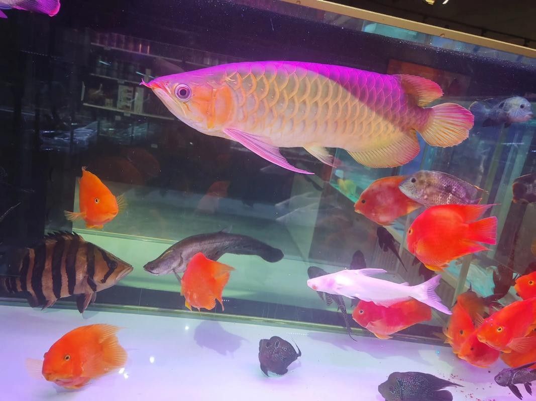 飛龍魚的價格是多少：關于飛龍魚的價格公開市場信息顯示存在兩種不同類別的商品需要區分