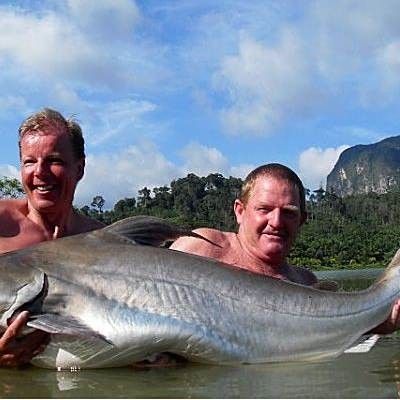 成吉思汗鯊魚混養的最佳數量是多少？：成吉思汗鯊養幾條合適 成吉思汗鯊魚混養的最佳數量是多少？：成吉思汗鯊養幾條合適 龍魚百科 第3張