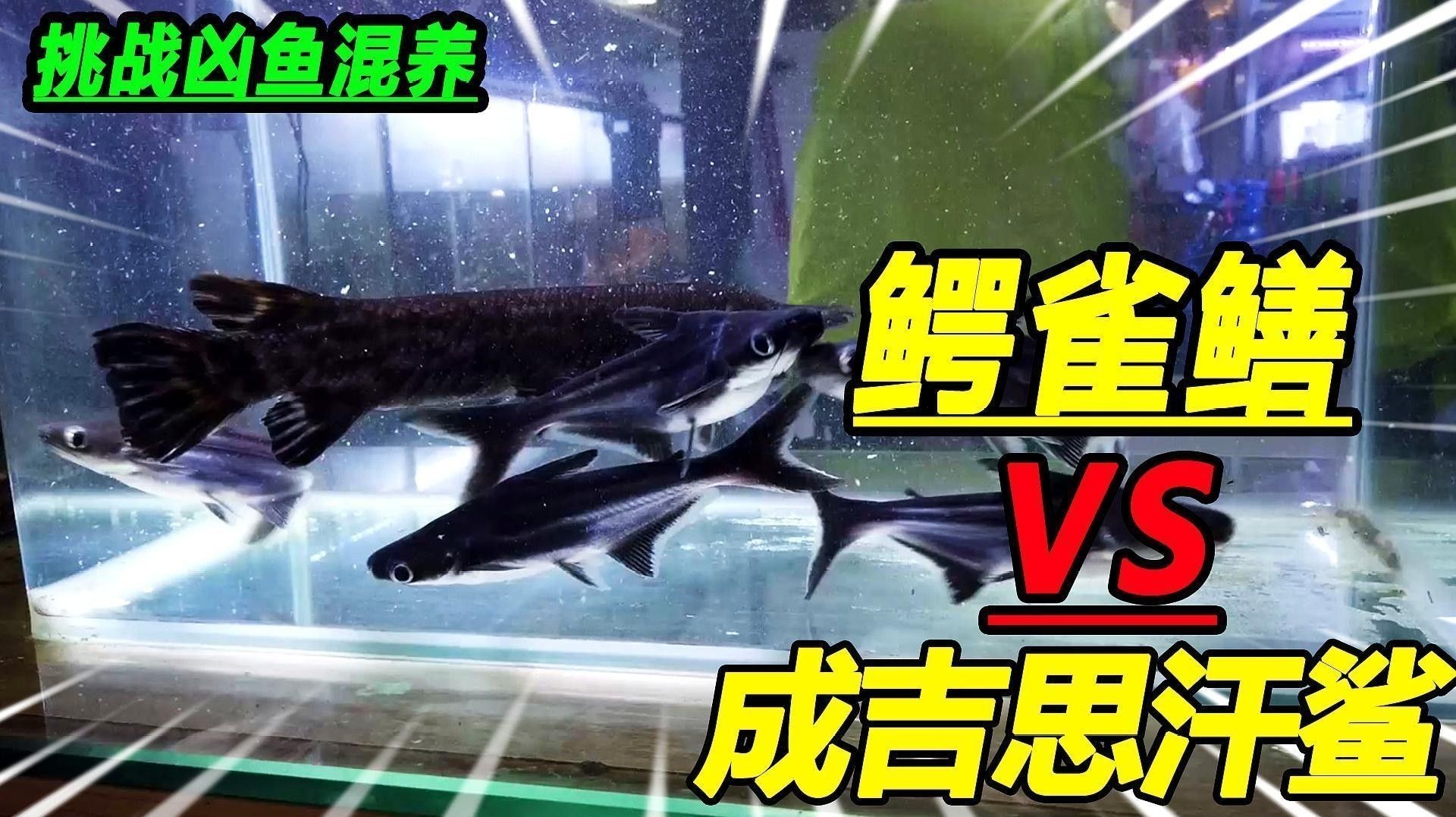 成吉思汗鯊魚混養的最佳數量是多少？：成吉思汗鯊養幾條合適 成吉思汗鯊魚混養的最佳數量是多少？：成吉思汗鯊養幾條合適 龍魚百科 第1張