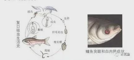 南開龍魚的市場價格是多少？，南開龍魚價格一般多少錢？ 南開龍魚的市場價格是多少？，南開龍魚價格一般多少錢？ 龍魚百科 第1張