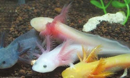 六角恐龍魚多久吃一次魚糞便：六角恐龍魚一般多久喂一次 六角恐龍魚多久吃一次魚糞便：六角恐龍魚一般多久喂一次 龍魚百科 第6張
