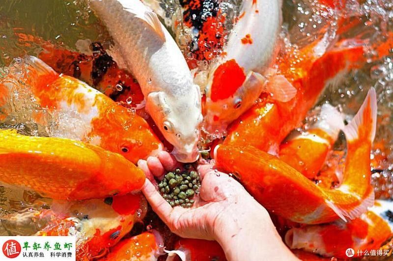 恐龍魚吃凍干飼料嗎？：恐龍魚可以食用凍干飼料但需注意以下要點(diǎn)：05:3200