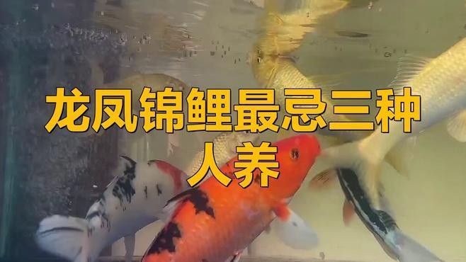 哪里可以購(gòu)買(mǎi)到這兩種龍鳳魚(yú)：購(gòu)買(mǎi)龍鳳錦鯉的推薦渠道