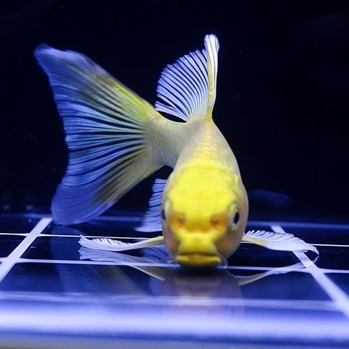 哪里可以購買到這兩種龍鳳魚：購買龍鳳錦鯉的推薦渠道