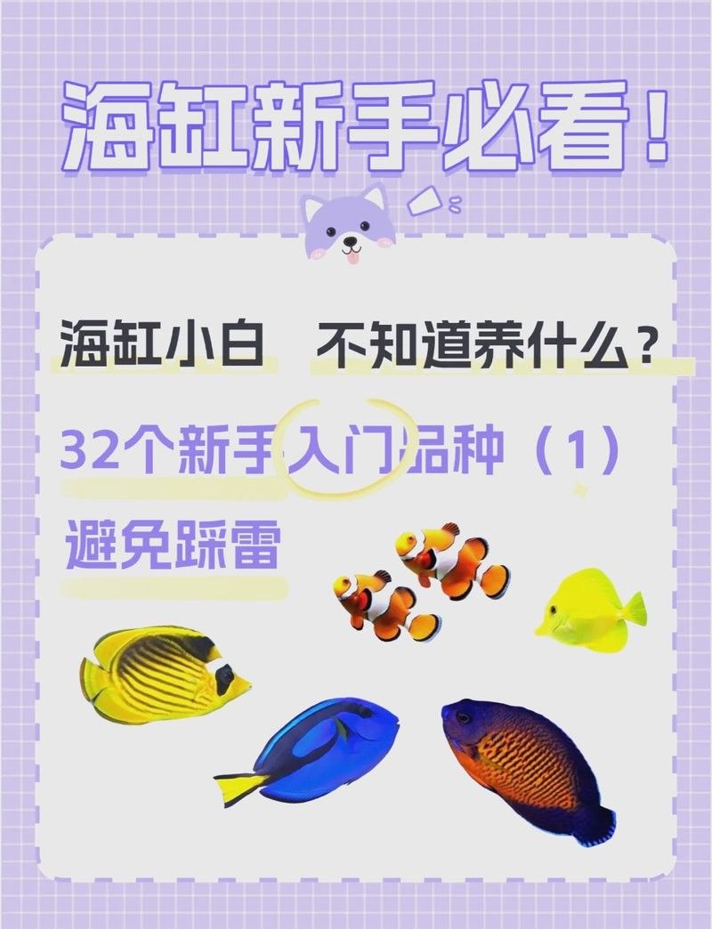 有哪些耐低鹽度的海水魚(yú)？：五種超平價(jià)海水魚(yú)，適合新手養(yǎng)殖,新手必看!