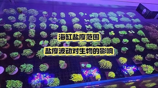 有哪些耐低鹽度的海水魚？：五種超平價海水魚，適合新手養殖,新手必看!
