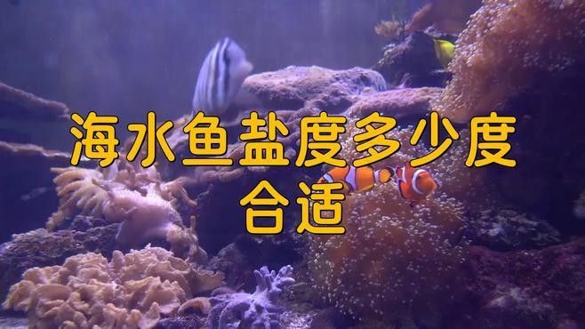 有哪些耐低鹽度的海水魚？：五種超平價海水魚，適合新手養殖,新手必看!