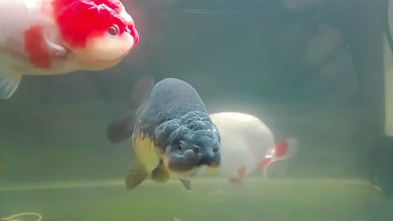 金龍魚加鹽后需要換水嗎：金龍魚加鹽后是否需要換水