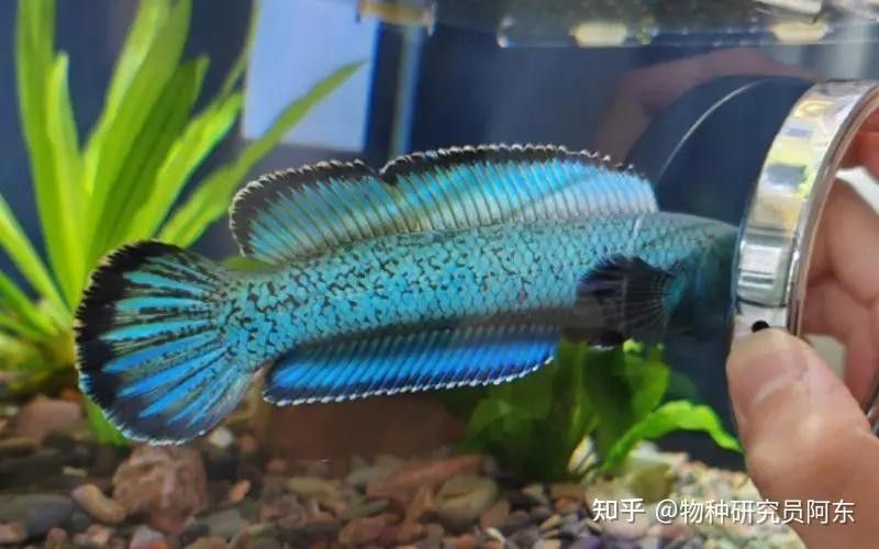 雷龍魚長黑斑需要用藥嗎：雷龍魚出現黑斑是否需要用藥需根據具體成因判斷及處理建議