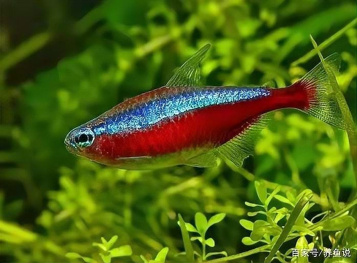 如何設置魚缸以適應兩種魚的混養：養魚說魚缸混養技巧:注意這三點避免爭斗游跡客 如何設置魚缸以適應兩種魚的混養：養魚說魚缸混養技巧:注意這三點避免爭斗游跡客 龍魚百科 第9張
