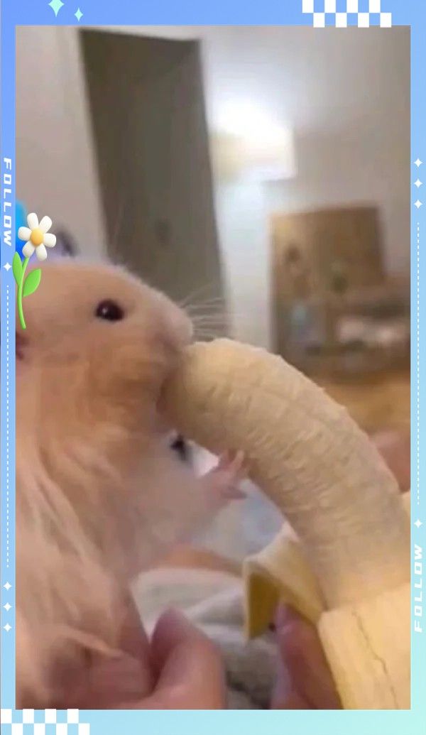 面包蟲投喂量如何控制：面包蟲怎么喂才能越喂越健康 面包蟲投喂量如何控制：面包蟲怎么喂才能越喂越健康 龍魚百科 第5張