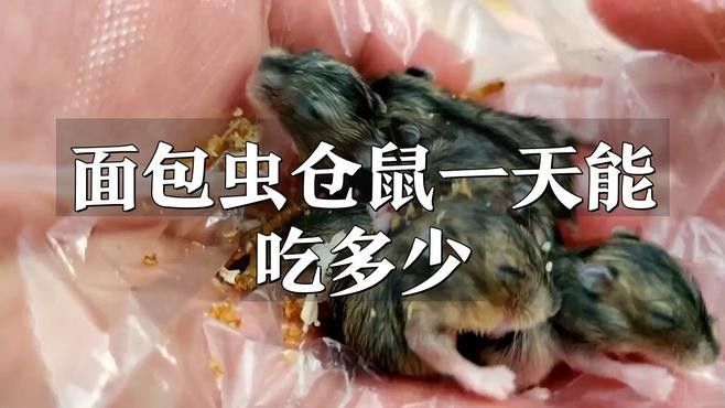 面包蟲投喂量如何控制：面包蟲怎么喂才能越喂越健康 面包蟲投喂量如何控制：面包蟲怎么喂才能越喂越健康 龍魚百科 第1張