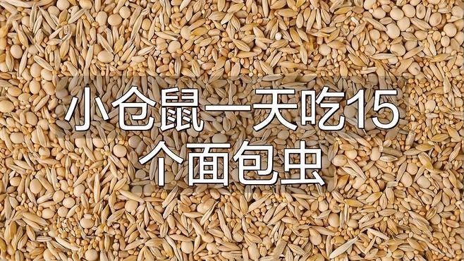 面包蟲投喂量如何控制：面包蟲怎么喂才能越喂越健康 面包蟲投喂量如何控制：面包蟲怎么喂才能越喂越健康 龍魚百科 第2張
