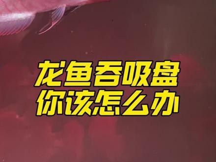金龍魚吞下異物后如何護理？：金龍魚吞食異物后立即停止喂食，觀察其狀態并采取針對性護理措施