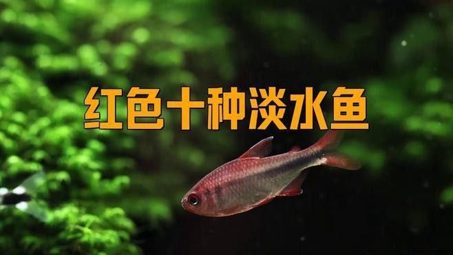 哪種小紅魚(yú)更適合喂龍魚(yú)：紅劍魚(yú)：作為活體飼料，紅劍魚(yú)能激發(fā)龍魚(yú)的捕食本能 哪種小紅魚(yú)更適合喂龍魚(yú)：紅劍魚(yú)：作為活體飼料，紅劍魚(yú)能激發(fā)龍魚(yú)的捕食本能 龍魚(yú)百科 第2張