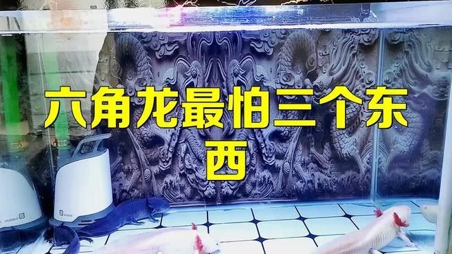 六角龍魚有哪些天敵？：六角龍的天敵是什么？