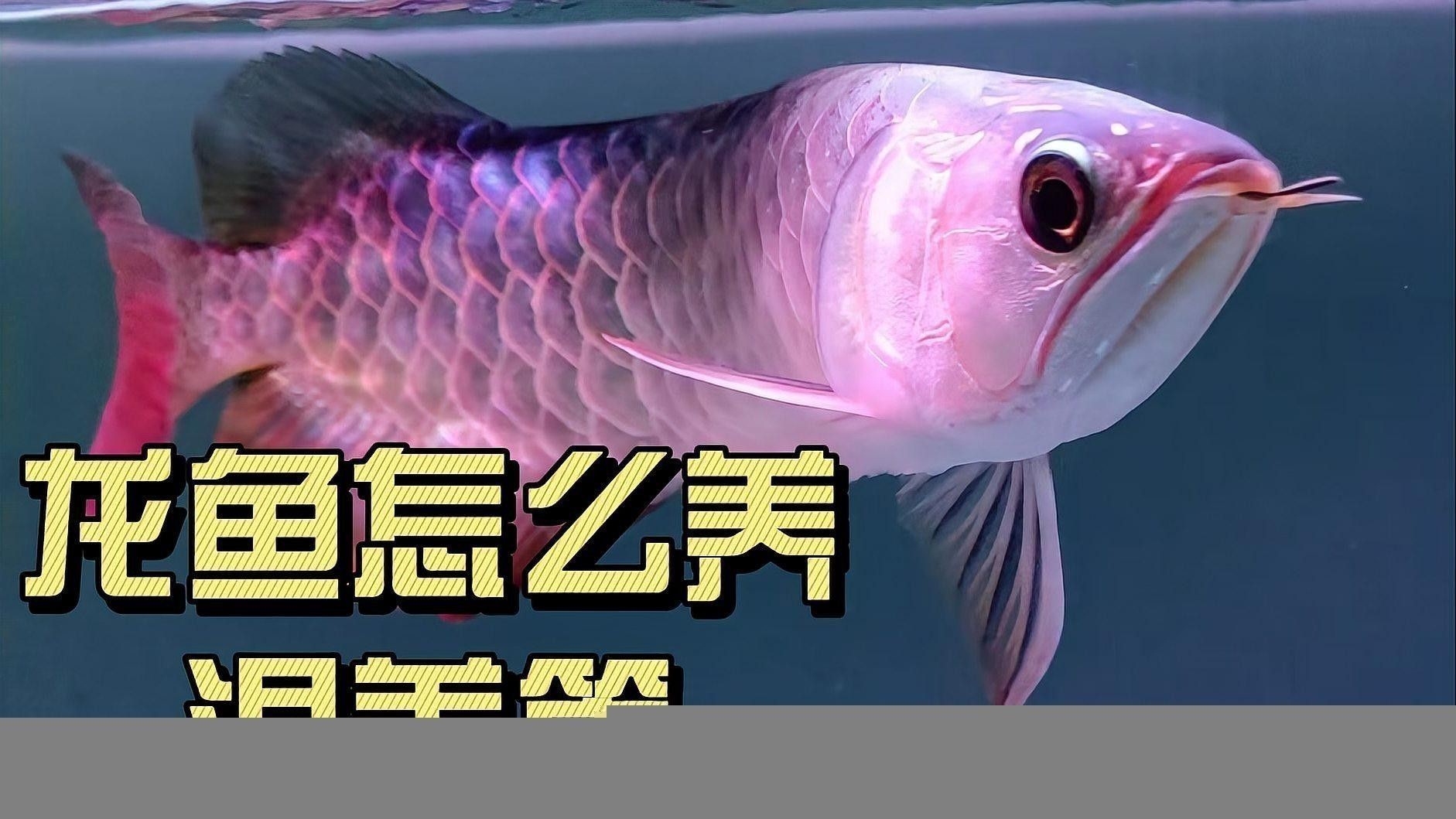 金龍魚和什么魚混養(yǎng)最佳：金龍魚怎么養(yǎng)