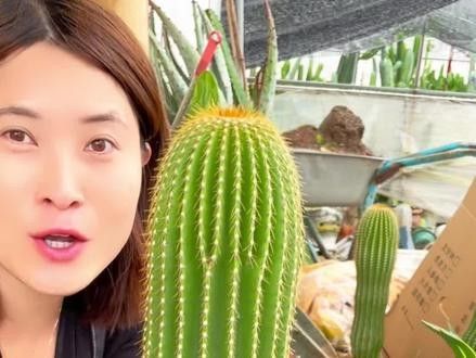 哪個龍魚市場的口碑最好：廣州龍魚祥龍魚場