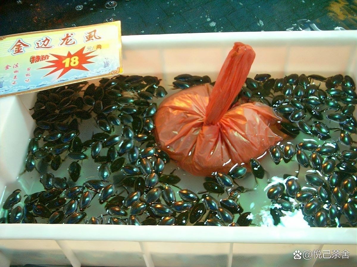 哪個龍魚市場的口碑最好：廣州龍魚祥龍魚場