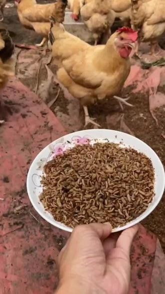 哪個龍魚市場的口碑最好：廣州龍魚祥龍魚場