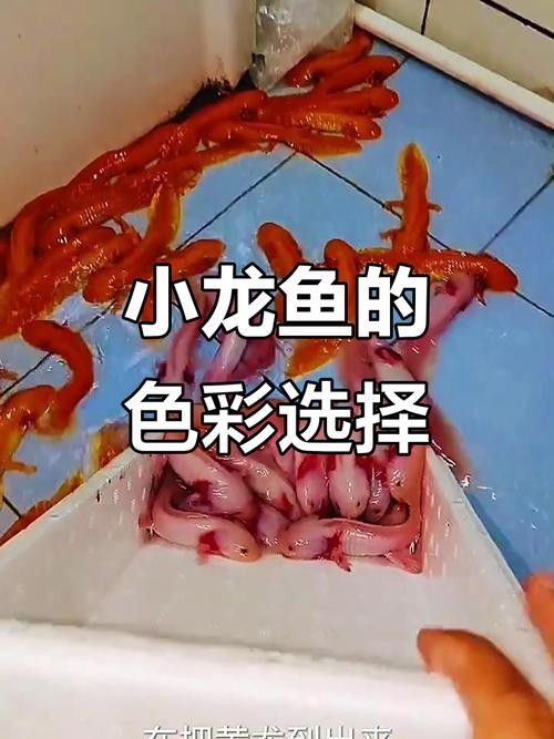 介紹一下小龍魚的不同品種：養魚老道，你知道龍魚有多少個品種可為漁業