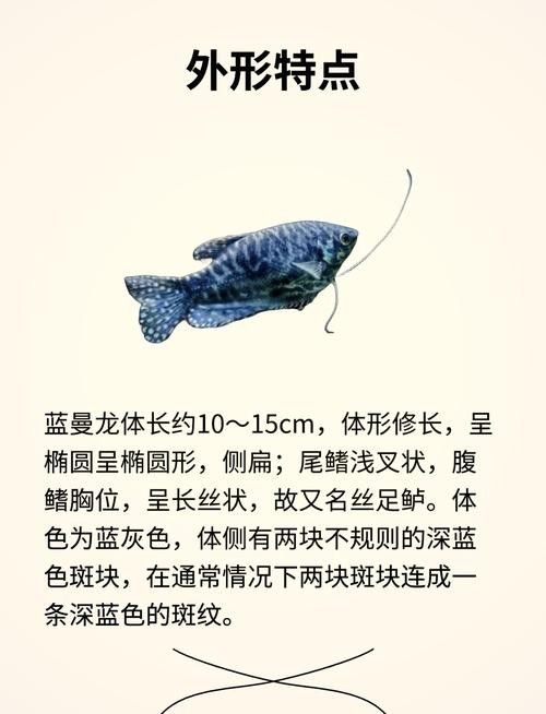 藍(lán)曼龍魚公母比例：養(yǎng)魚老道曬圖|魚友抓拍曼龍魚繁殖全過程