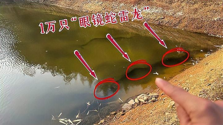 彩虹雷龍魚繁殖需要多久：彩虹雷龍魚的繁殖周期和條件